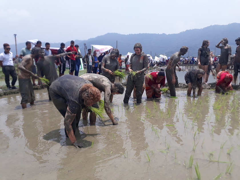 दाङमा ६० प्रतिशत रोपाइँ